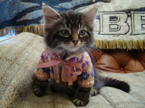 cat-cute-kitten-kitty-sweater-Favim.com-39876.jpg